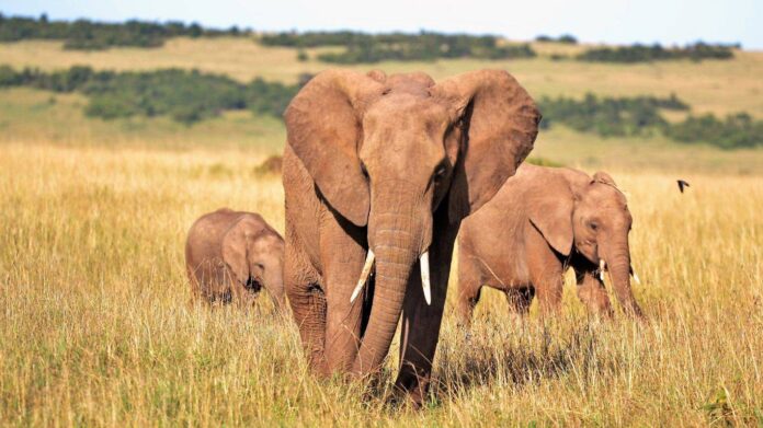 Emergenza siccità in Kenya morto un altro elefante, ora sono circa 200