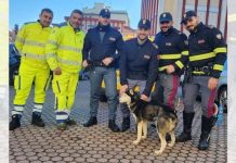 Calabria: Anas e Polizia Stradale salvano cane vagante su strada