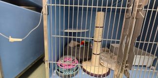 In Provincia in apertura il primo centro cosentino “cat friendly” In Provincia in apertura il primo centro cosentino cat friendly