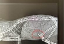 Mendicino (CS), Europa Verde denuncia sparatorie ai gatti