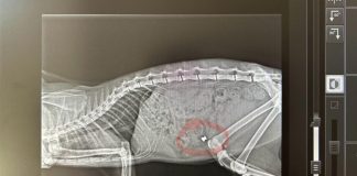 Mendicino (CS), Europa Verde denuncia sparatorie ai gatti