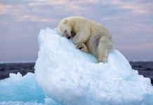 Un orso che dorme su un iceberg alla deriva, lo scatto vince il Wildlife Photographer of the Year "Letto di ghiaccio" di Nima Sarikhani