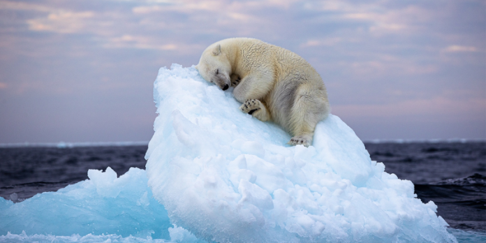 "Letto di ghiaccio" di Nima Sarikhani