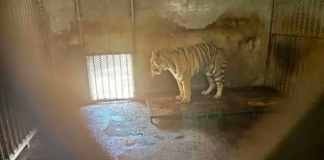 Tigri morte e cuccioli maltrattati, sotto accusa uno zoo cinese Tigri morte e cuccioli maltrattati, sotto accusa uno zoo cinese