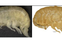 Antartide, scoperto un nuovo crostaceo. Coinvolta anche l’Unical Orchomenella rinamontiae