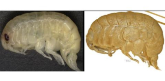 Antartide, scoperto un nuovo crostaceo. Coinvolta anche l’Unical Orchomenella rinamontiae