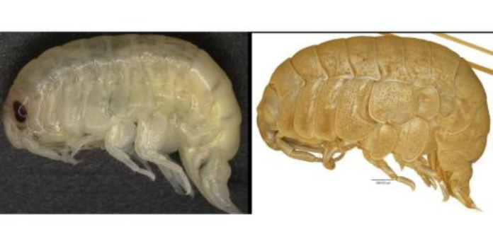 Orchomenella rinamontiae Orchomenella rinamontiae
