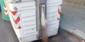 Crotone, gatto torturato, ucciso e appeso ad un cassonetto. La denuncia del Sindaco Crotone, gatto torturato, ucciso e appeso ad un cassonetto