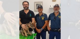La Polizia Provinciale salva un cucciolo di lupo nei boschi della Sila