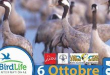 Euro Birdwatch 2024, il Lago di Tarsia in osservazione