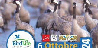Euro Birdwatch 2024, il Lago di Tarsia in osservazione