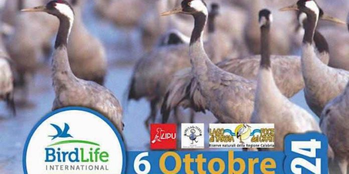locandina bird