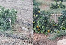 Corigliano: atti vandalici alle aziende agricole, la solidarietà di Confagricoltura Cosenza