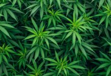 Scoperta a Roggiano Gravina (CS) piantagione di marijuana, un arresto