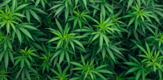Scoperta a Roggiano Gravina (CS) piantagione di marijuana, un arresto