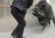 Cetraro: 60enne muore aggredito da un cinghiale