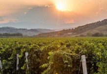 Merano Wine Festival: ci siamo! Tre giorni per l’essenza del Sud a Cirò