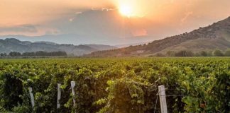 Merano Wine Festival: ci siamo! Tre giorni per l’essenza del Sud a Cirò