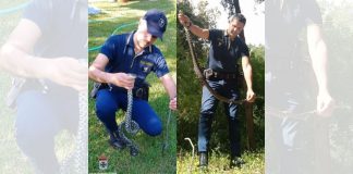 La Polizia Provinciale salva due bisce dal collare barrate a San Giovanni in Fiore