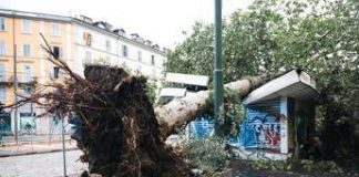 Maltempo, alberi caduti e allagamenti in Lombardia e Liguria