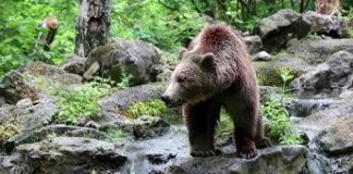 Orso abbattuto a Yellowstone, aveva imparato a rubare cibo a campeggiatori