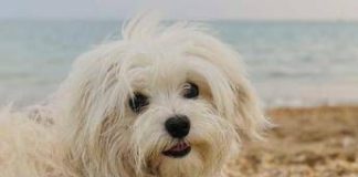Spiagge, dall’accesso con i cani al gioco a pallone ecco il vademecum dei diritti dei bagnanti