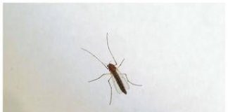 West Nile, saliti a 9 i morti in Italia. Bassetti: “Non intasare i pronto soccorso”