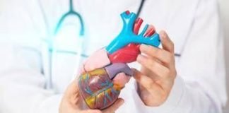 Come batte il cuore? Ingegneri e matematici italiani risolvono il mistero