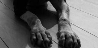 Messina, cane trovato morto in una valigia