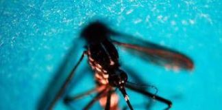 West Nile, prima vittima in Veneto: morta donna di 81 anni