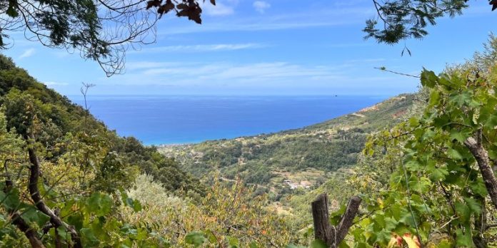 Emergenza lupi sulla costa tirrenica cosentina allevatori in difficoltà