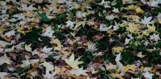 Oggi inizia la nuova stagione, cos’è e quando cade l’equinozio di autunno