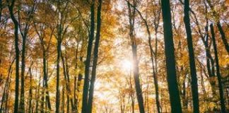 Estate di San Martino con l’alta pressione africana, temperature di 10 gradi oltre la media