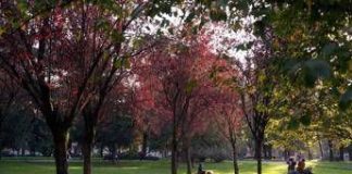 Ultime piogge poi arriva l’estate di San Martino in anticipo: le previsioni meteo