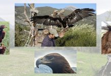 A Civita nel regno dei rapaci: un pomeriggio sospeso tra cielo e istinto A Civita nel regno dei rapaci un pomeriggio sospeso tra cielo e istinto