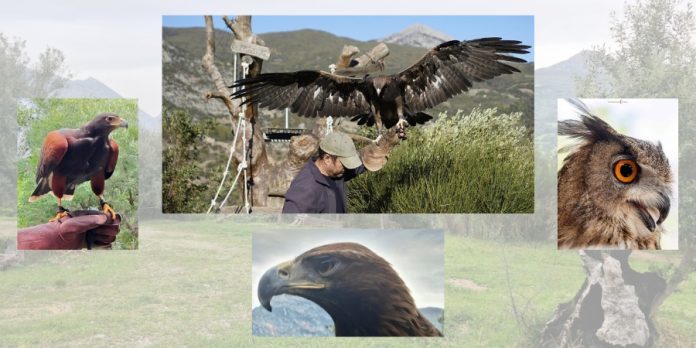 A Civita nel regno dei rapaci un pomeriggio sospeso tra cielo e istinto