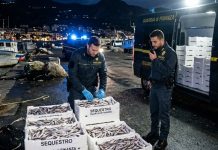 Calabria: la Guardia di Finanza sequestra 250 chili di novellame