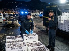 Calabria: la Guardia di Finanza sequestra 250 chili di novellame