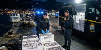 Calabria: la Guardia di Finanza sequestra 250 chili di novellame