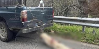 Orrore a Longobucco, cane legato al collo e trascinato da un pick-up. Indagini in corso Orrore a Longobucco, cane legato al collo e trascinato da un pick-up. Indagini in corso