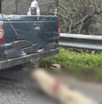 Orrore a Longobucco, cane legato al collo e trascinato da un pick-up. Indagini in corso Orrore a Longobucco, cane legato al collo e trascinato da un pick-up. Indagini in corso