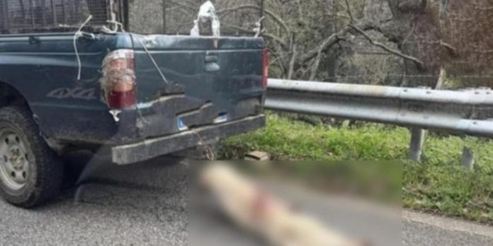 Orrore a Longobucco, cane legato al collo e trascinato da un pick-up. Indagini in corso
